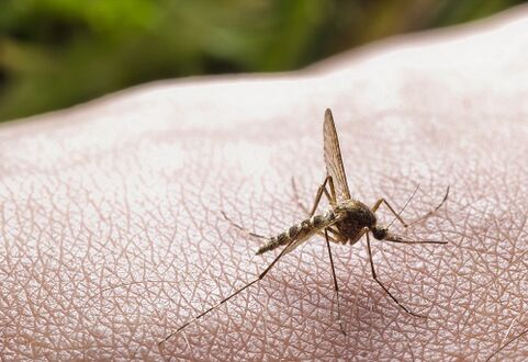 mosquito bites as a cause of parasite infestation