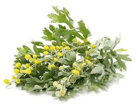 Cleaning the body wormwood