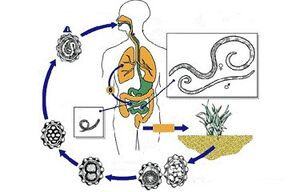 the cycle of development of parasites in the body