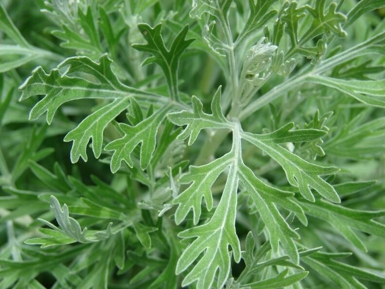 Wormwood for the preparation of tincture of parasites