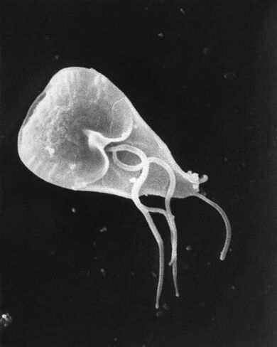 lamblia - a genus of whipped protozoan parasites